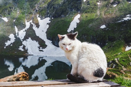 Cat sitting on the wooden planks near the Balea lake in Fagaras mountains with white spots of snow at Carpathians, Romania.の写真素材