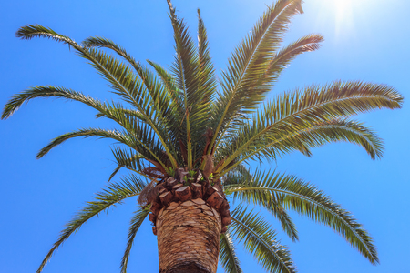 Green palm tree on blue sky background, tropical summer concept.の写真素材