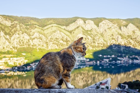 Cat sitting high on the hill and looking down on the the city Kotor and gorgeous bay in the morning,...