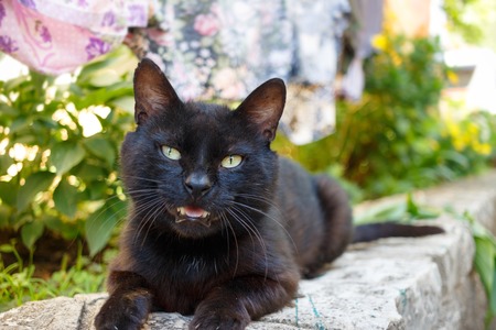 Portrait of stray black cat in the street.の写真素材