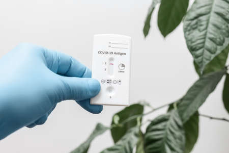 Hand in a medical glove holds rapid antigen test kit for viral disease COVID-19 with negative result, white background with green leaves.の写真素材