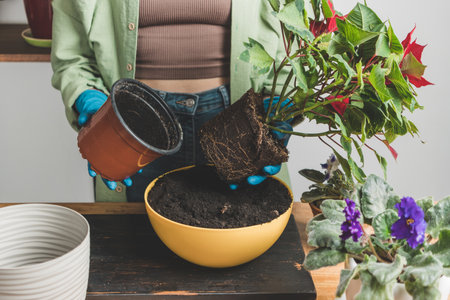 Woman's hands in gloves transplanting a houseplant poinsettia into a new flower pot on a table.