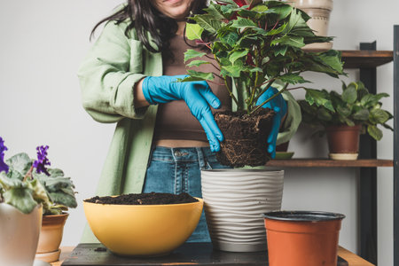 Woman's hands in gloves transplanting a houseplant poinsettia into a new flower pot on a table.の写真素材