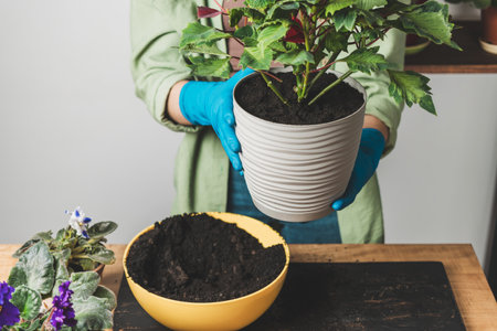 Woman's hands in gloves transplanting a houseplant poinsettia into a new flower pot on a table.の写真素材