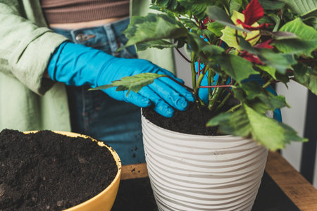 Woman's hands in gloves transplanting a houseplant poinsettia into a new flower pot on a table.の写真素材