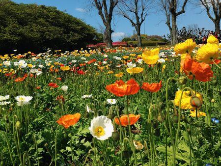 pretty flowersの写真素材