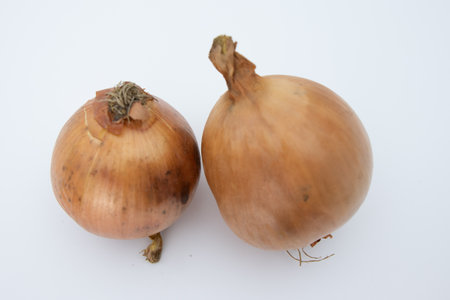 Onion on a white background. Onions on a white background.の写真素材