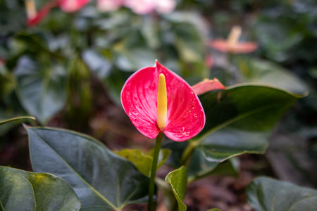 Anthurium flower in the garden. (Flamingo flower)の写真素材