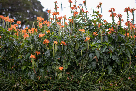 Beautiful orange flowers in the garden at summer time. Natural background.の写真素材