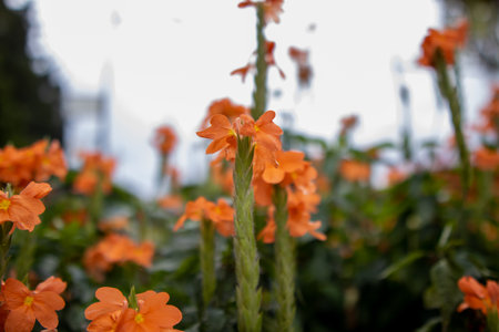 Orange flowers in the garden. Shallow depth of field. Selective focus.の写真素材