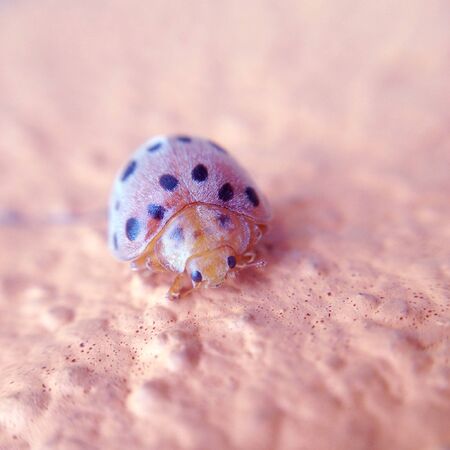 Cute Ladybird の素材