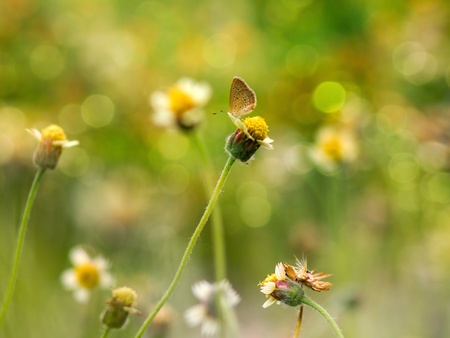 Feeling for natureの素材