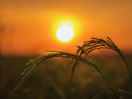 Boat in kuala penyuの素材
