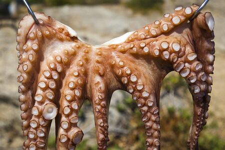 Traditional Greek octopus drying in the sun near the beach at Halkidikiの写真素材