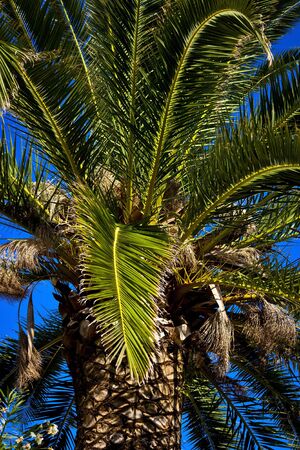 Decorative, isolated palm tree with blue sky in tropical areaの写真素材