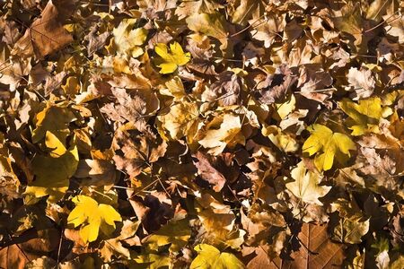 Collection of beautiful colorful autumn leaves, background, texture, wallpaperの写真素材