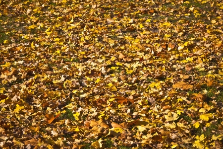 Collection of beautiful colorful autumn leaves, background, texture, wallpaperの写真素材