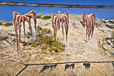 Traditional Greek octopus drying in the sun near the beach at Halkidikiの写真素材