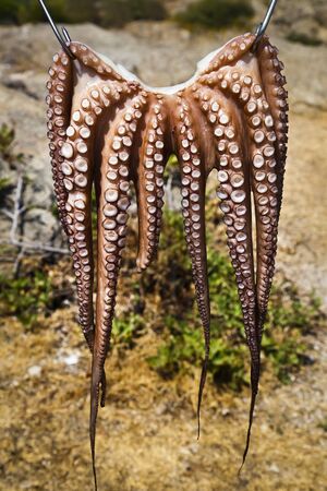 Traditional Greek octopus drying in the sun near the beach at Halkidikiの写真素材