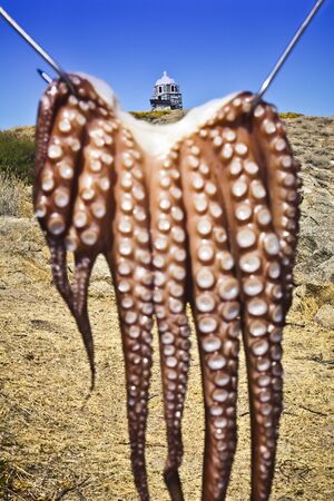 Traditional Greek octopus drying in the sun near the beach at Halkidikiの写真素材