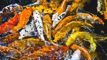 Decorative, colorful goldfish  background, wallpaperの写真素材