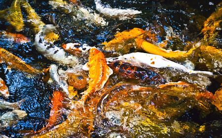 Decorative, colorful goldfish  background, wallpaperの写真素材