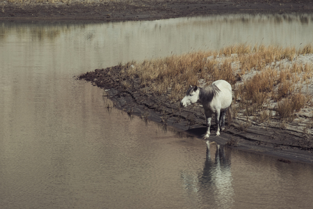 White wild horses walking on desert near by the riverの写真素材