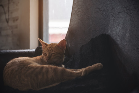 Closeup image of a little brown cat sleeping on a black pillow with feeling cozy and comfortableの写真素材