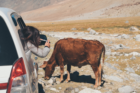 A woman tourist taking a photo of a brown cow while sitting in the car with mountain and nature backgroundの写真素材