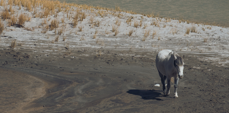 A white wild horse walking on desert nearnby the river aloneの写真素材