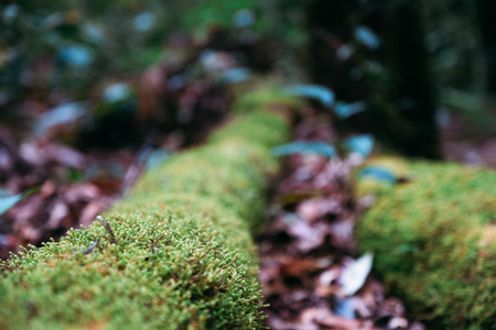 Closeup image of green moss in the rainforest with blur backgroundの写真素材