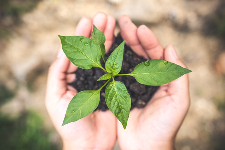 Top view image of hands holding soil and small tree to grow with blur backgroundの写真素材