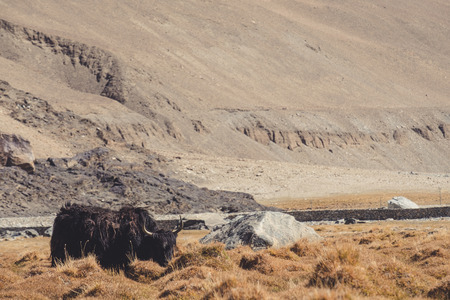 A wild yak eating grasses in a field with mountains and nature background in Ladakh , Indiaの写真素材