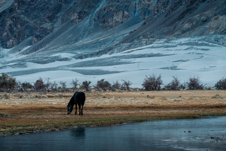A black horse eating grass in outdoor park near by small stream with white desert and mountains background in Nubra valley , Indiaの写真素材