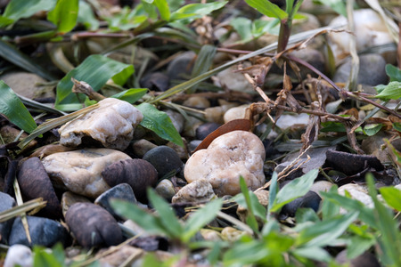 Closeup image of small various rocks and grasses on the groundの写真素材