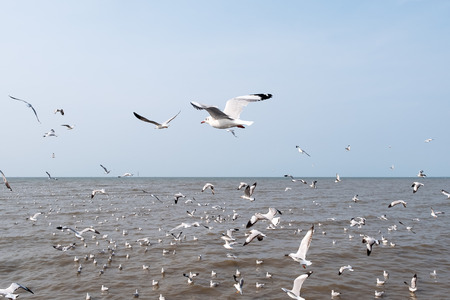 Closeup image of a flock of seagulls flying above the sea with blue sky backgroundの写真素材