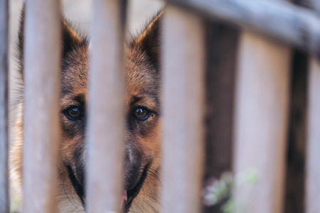 Closeup image of a black and brown Thai dog in a wooden cage blur foregroundの写真素材