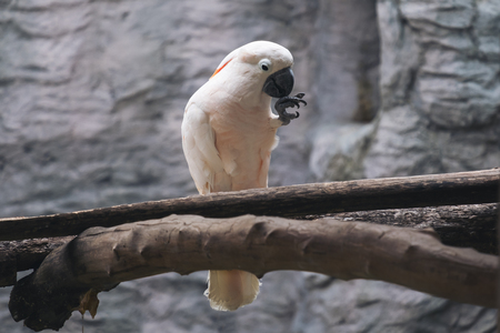 Closeup image of white salmon crested cockatoo birds on wood perchの写真素材