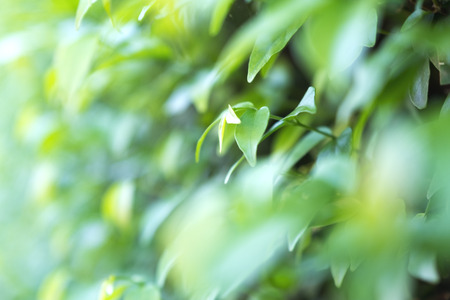 Closeup image of green leaves background
