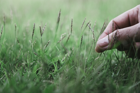 Closeup image of a hand touching and picking grass in a fieldの写真素材