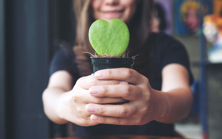 Closeup image of an asian woman holding and giving a heart shape cactus in tree potの写真素材