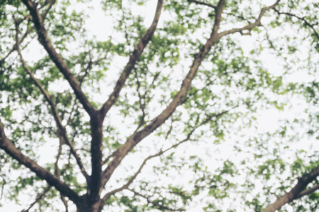 Blur image of trees and green leaves background