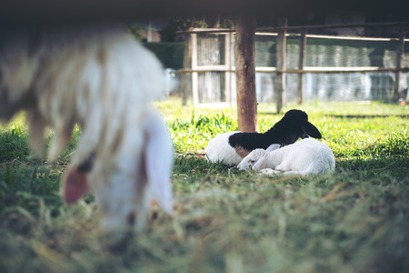 Closeup image of small sheep sleeping and eating grasses in a field and sheep farmの写真素材