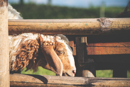 Closeup image of sheep eating grasses in a fold and sheep farmの写真素材
