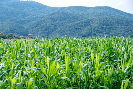 Landscape image of corn field in the farm with mountain and green nature backgroundの写真素材