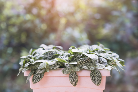 A small tree pot with blur green nature backgroundの写真素材