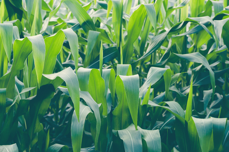 Closeup image of corn field in the farmの写真素材