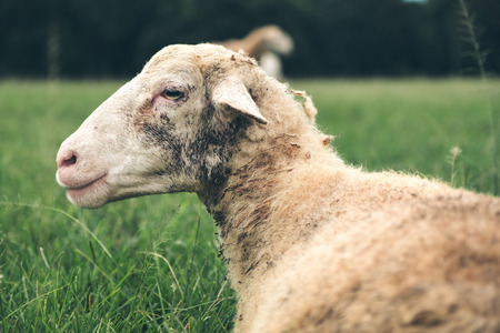 Closeup image of sheep in green grass field at countryside farmの写真素材