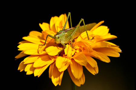 Tettigonia viridissima on flowerの写真素材