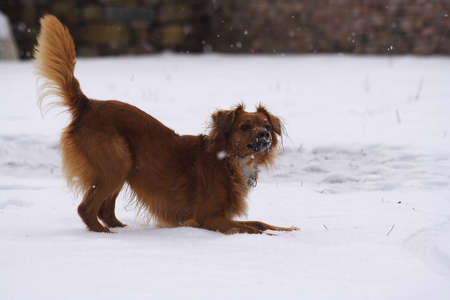 Dog playing in the snowの写真素材